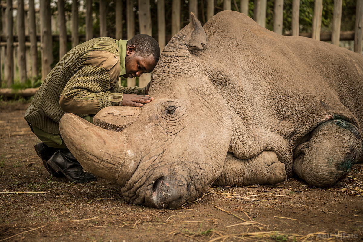 A wildlife ranger comforts Sudan moments before he passed away, Ol Pejeta Conservancy, Kenya (March 2018) © Ami Vitale